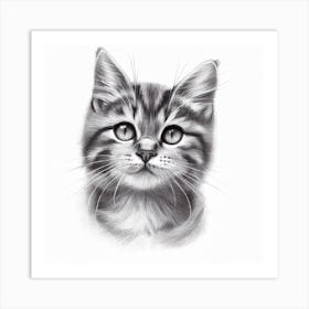 Kitten Drawing Art Print