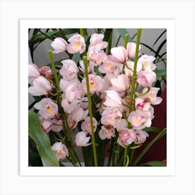 Pink Orchids 4 Art Print