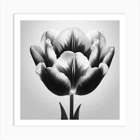 Black And White Tulip 1 Art Print