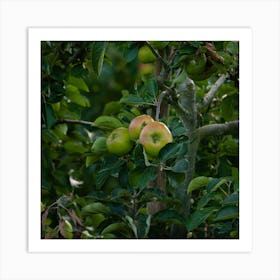 Apple Tree In The Orchard Art Print