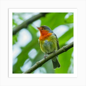 Rufous-Tailed Robin Art Print