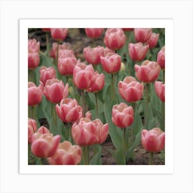 Didier's tulips (Tulipa gesneriana) 1 Art Print