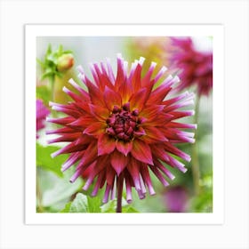 Dahlia Art Print