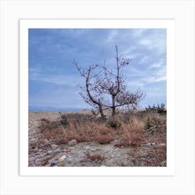  Tree on the  Beach Art Print