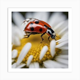 Ladybug On A Daisy Art Print