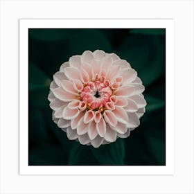 Dahlia Art Print