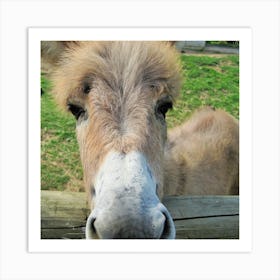 Donkey At The Zoo Art Print