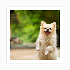 Pomeranian Dog Art Print