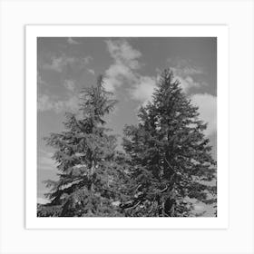 Douglas County, Oregon, Trees And Clouds By Russell Lee Art Print