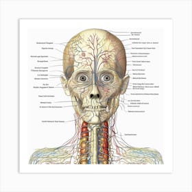 Anatomy Of The Head And Neck 1 Art Print