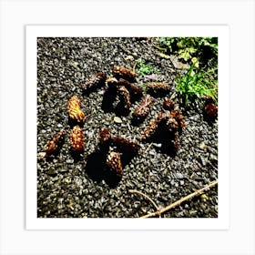 Pine Cones On The Ground Art Print