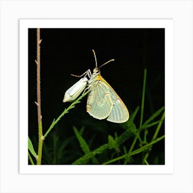 Butterfly 5 Art Print