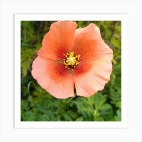 Orange Poppy Art Print