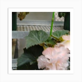 Pink Geranium 2 Art Print