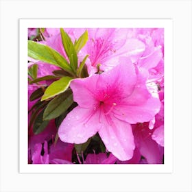 Azaleas 6 Art Print