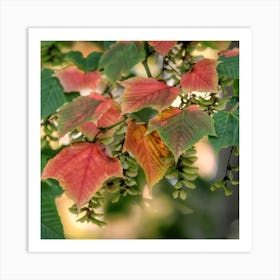 Fall colors Img 2106 Art Print