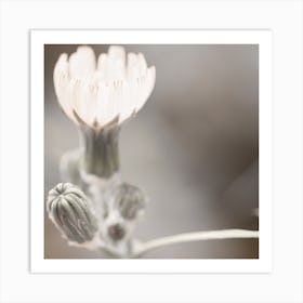 White Flower Art Print