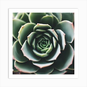 Close Up Of A Succulent Art Print