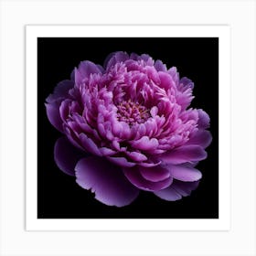 Purple Peony on Black Background Art Print