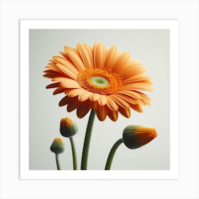 Transvaal Daisy 2 Art Print