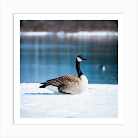 Canadian Geese 1 Art Print