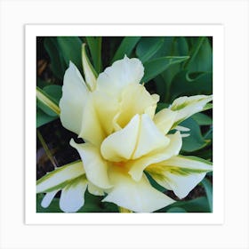 Yellow Tulip Art Print