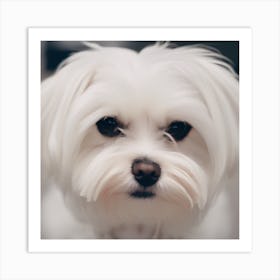 Maltese Dog Art Print