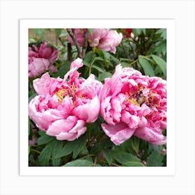 Pink Peonies in Japan 1 Art Print