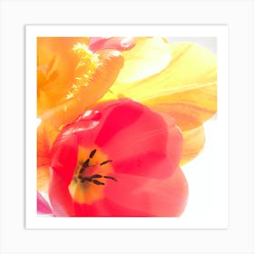 Tulips 2 Art Print