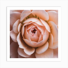 Peach Rose Art Print