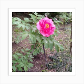 Peony in Japan 2 Art Print