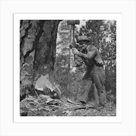 Untitled Photo, Possibly Related To Grant County, Oregon, Malheur National Forest, Lumberjack Starting The Art Print