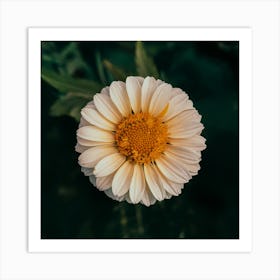 Daisy Art Print