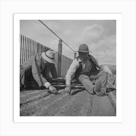 Untitled Photo, Possibly Related To Salinas, California, Weeding Seedbeds In Guayule Nursery By Russell Lee Art Print