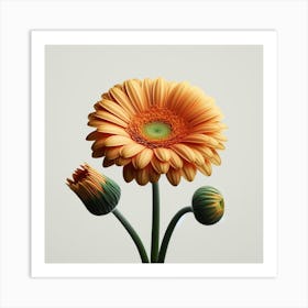 Transvaal Daisy 3 Art Print