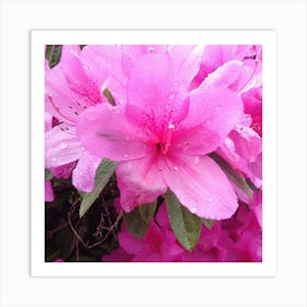 Azaleas 2 Art Print