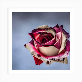 Pink Rose Art Print