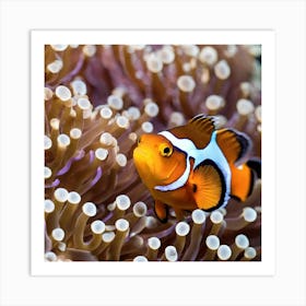 Clownfish In Anemone 9 Art Print