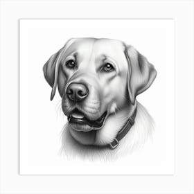 Labrador Retriever portrait in pencil drawing Art Print