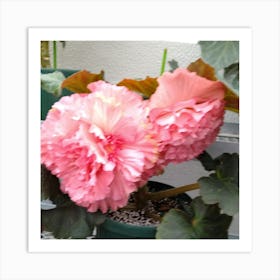 Pink Hibiscus 2 Art Print