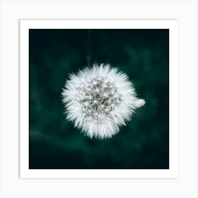 Dandelion Art Print