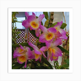 Orchids 39 Art Print