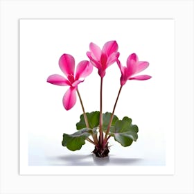 Beautiful Cyclamen Flower Isolated 189483925(1)(1) Art Print