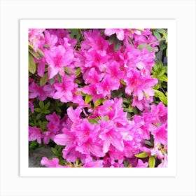 Pink Azaleas 45 Art Print