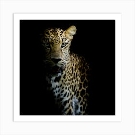 Leopard In The Dark Art Print