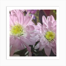 Pink Chrysanthemums Art Print