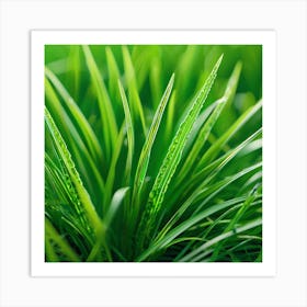 Green Grass With Water Droplets 1 Art Print