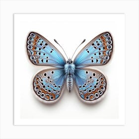 Butterfly of Heteropterys morpheus 2 Art Print