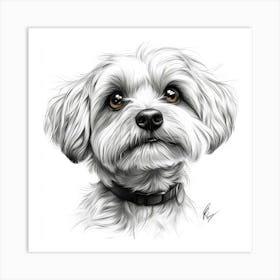 Havanese Art Print