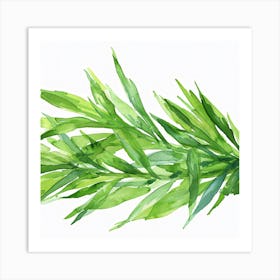 Watercolor Of Rosemary Art Print